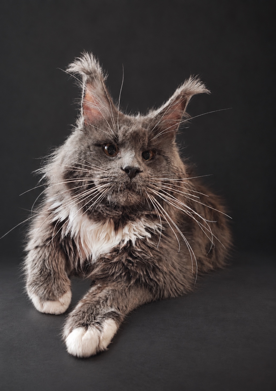 Grey-and-white Maine Coon with long ear tufts